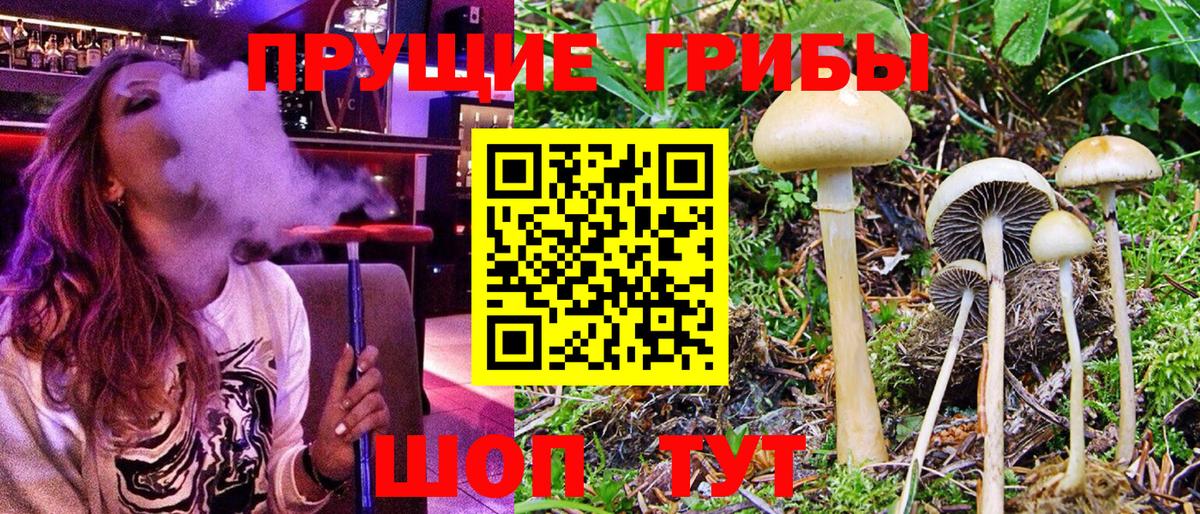 Галлюциногенные грибы Psilocybe Ипатово